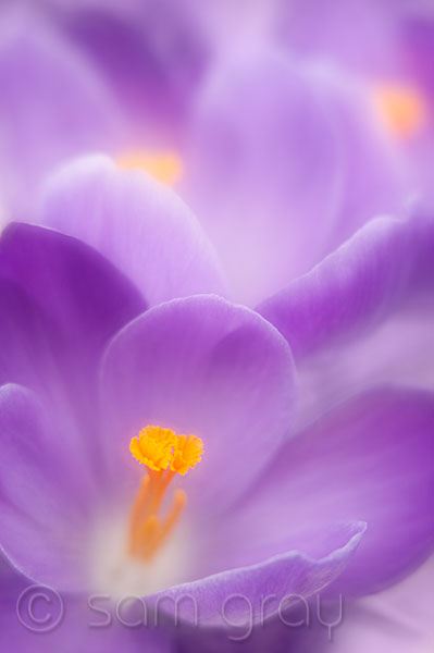 Purple Crocus Purple Crocus