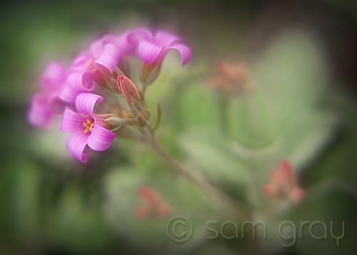 Pink Flowers - Topaz & Fractalius Pink Flowers - D700, Lensbaby, Topaz & Fractalius