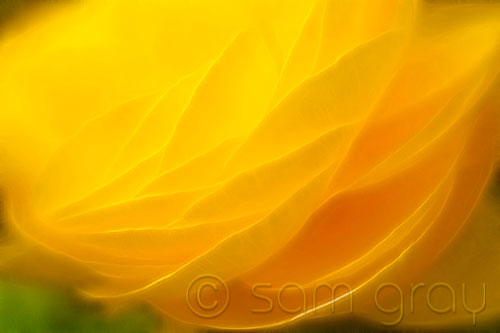 Yellow Begonia Waves Yellow Begonia Waves