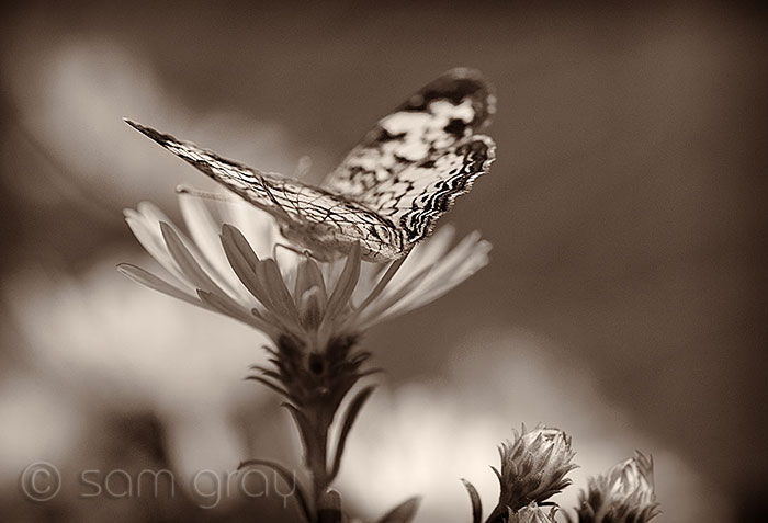 Butterfly in Sepia Butterfly in Sepia