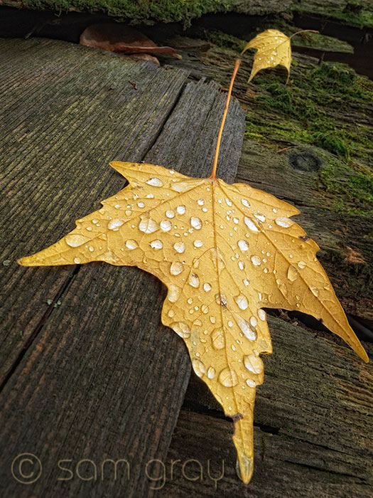 Raindrops on Yellow Leaf Raindrops on Yellow Leaf