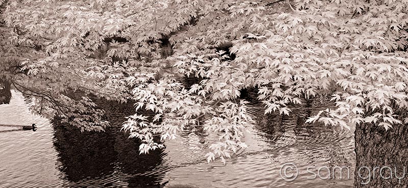 Duck on Lake IR Duck on Lake IR