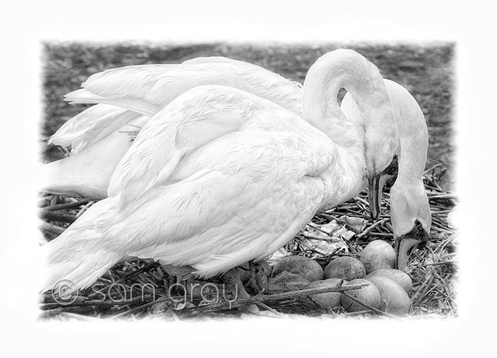 Swans and Eggs Swans and Eggs