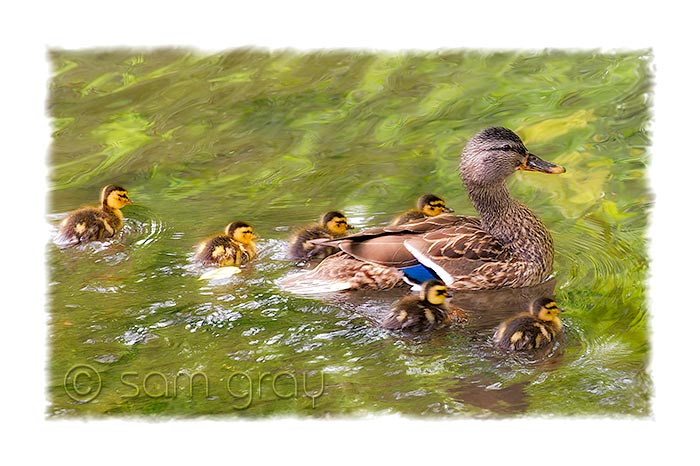 Mom with Ducklings Mom with Ducklings