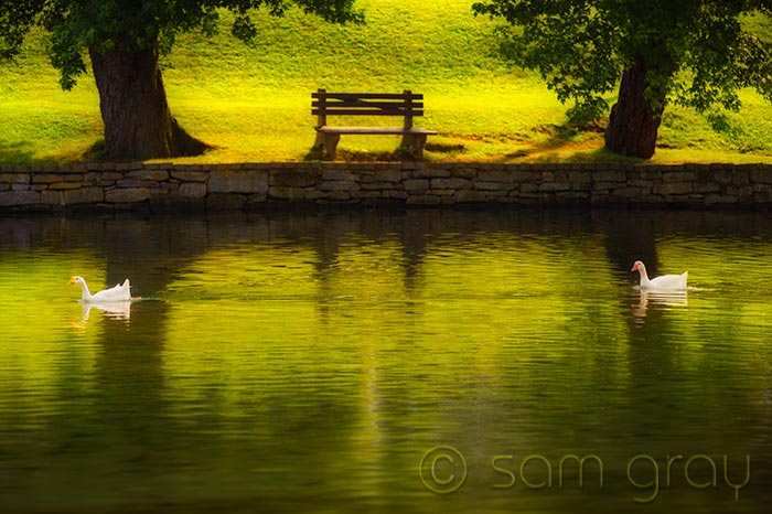 Geese and Bench Geese and Bench - D700, 70-200mm