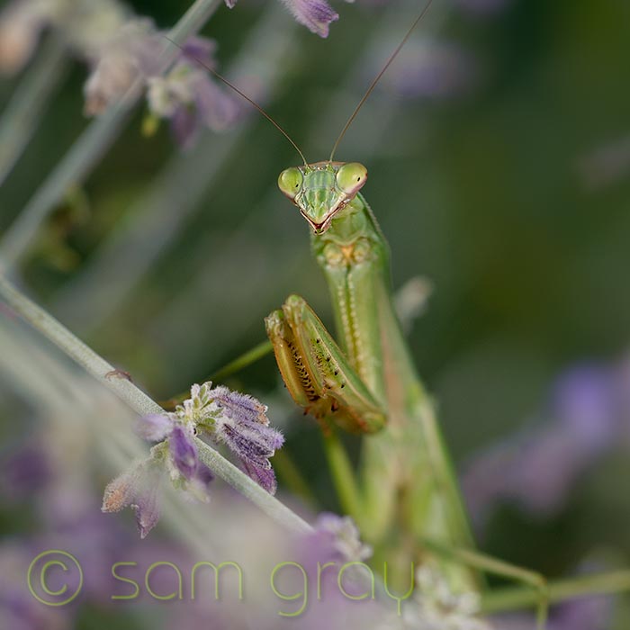 Female Mantis - flash Female Mantis - flash