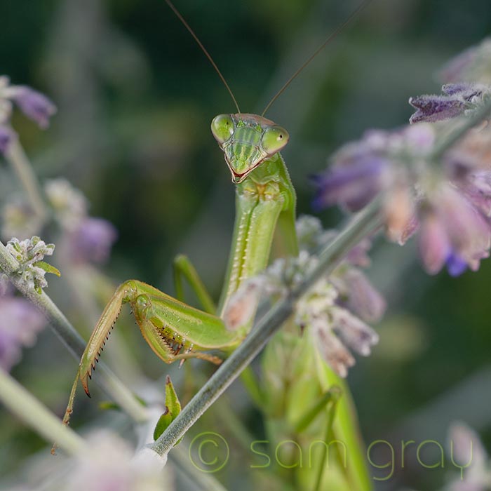 Female Mantis2 - flash Female Mantis2 - flash