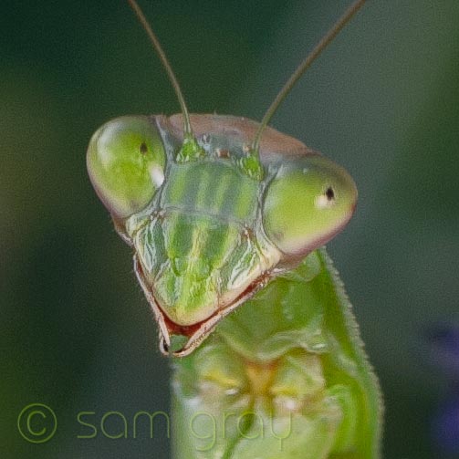 Female Mantis 2 - 100 Female Mantis 2 - 100% View