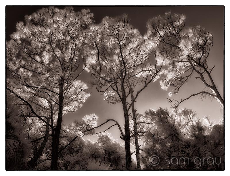 Pines Morning Light Pines in Morning Light