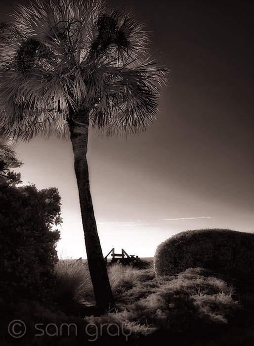 IR Palm IR Palm