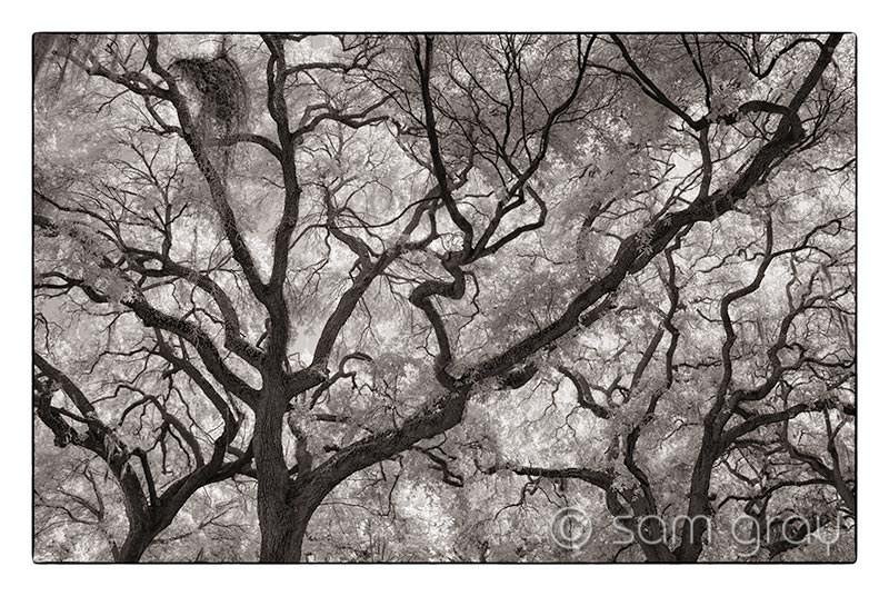 Savannah Live Oaks IR Savannah Live Oaks IR