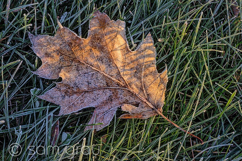 Leaf and Frost Leaf and Frost