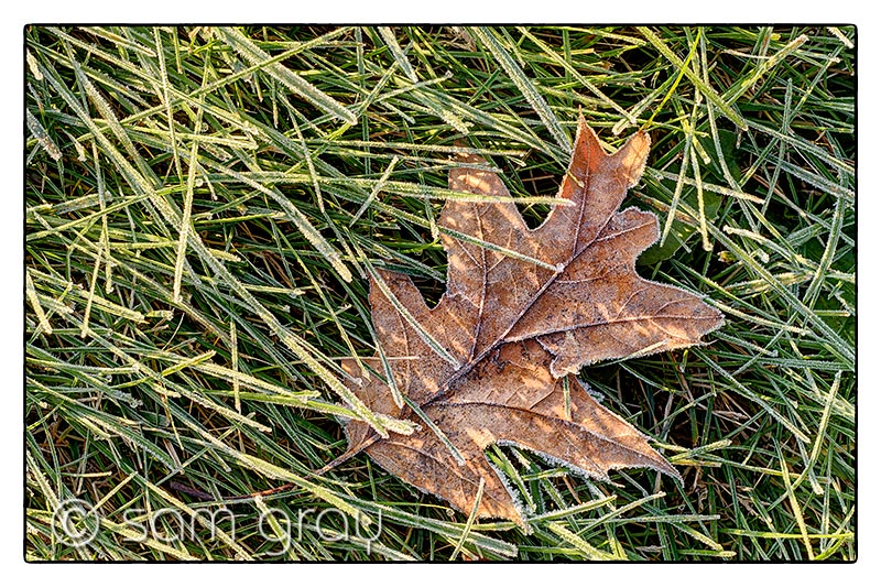 Leaf and Frost 2 Leaf and Frost 2