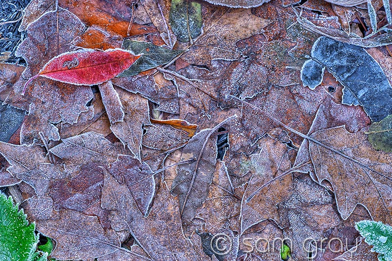 Leaves and Frost Leaves and Frost
