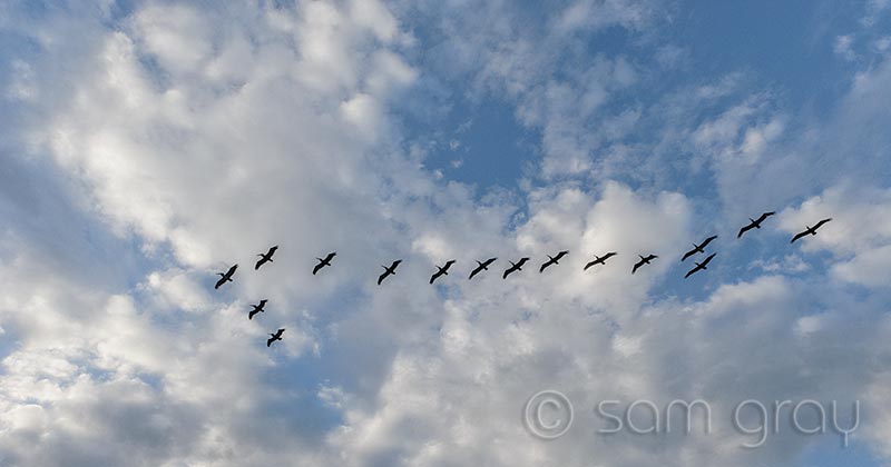 16 Pelicans 16 Pelicans