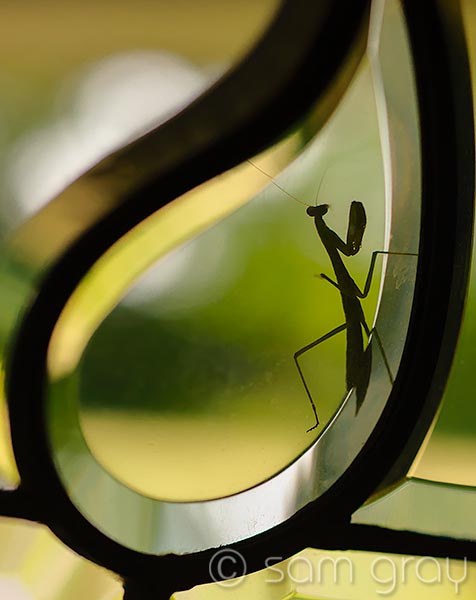 Mantis at the Door Mantis at the Door