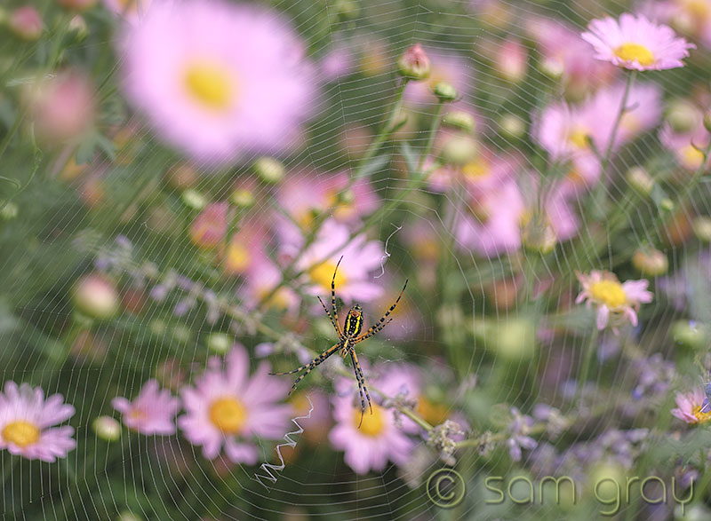 Garden Spider Garden Spider